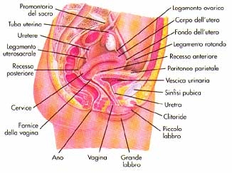 imagine cu l'apparato riproduttore